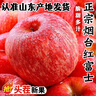 脆甜煙臺紅富士蘋(píng)果丑蘋(píng)果大果棲霞紅富士蘋(píng)果平果當季應季水果 山東煙臺蘋(píng)果 凈4斤75mm+ 曬單實(shí)拍圖