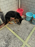 KONOKO寵物免洗手套幼犬干洗擦全身貓咪清潔狗狗洗澡用品除臭濕紙巾3包 曬單實(shí)拍圖