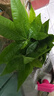 陽(yáng)凈【陶瓷盆】發(fā)財樹(shù)盆栽他批室內植物大棵客廳招財植物前臺綠植喬遷 【5年精品】S級三桿發(fā)財樹(shù)(原盆+招財吊牌) 曬單實(shí)拍圖