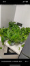 雙盟綠蘿盆栽除甲醛花卉綠植辦公室180款加侖自吸水盆8盆裝源頭直發(fā) 曬單實(shí)拍圖