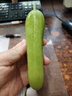 奶油白玉黃瓜現(xiàn)摘農(nóng)家種植新鮮減脂夏季早餐生鮮超市蔬菜 5斤農(nóng)場直發(fā) 5斤 曬單實拍圖