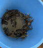 國(guó)產(chǎn)黃牛筋頭巴腦1kg 曬單實(shí)拍圖