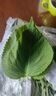 良知農(nóng)哥 【順豐】東北新鮮蘇子葉 蘇紫葉蘇菜葉 健康輕食 500g約170-200片左右 曬單實拍圖