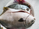 翔泰 海南金鯧魚凈重900g 2條裝  魚類生鮮 燒烤 火鍋食材 海鮮水產(chǎn) 曬單實(shí)拍圖