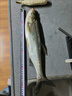 海憶魚(yú)皮仿生串鉤釣組翹嘴白條紅皮夜光魚(yú)鉤仕掛路亞假餌防纏繞線(xiàn)組 【3鉤】串鉤【無(wú)配件】 10號 曬單實(shí)拍圖