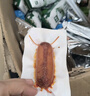 雙匯 玉米熱狗腸40g*16支 火腿腸 休閑零食 香腸 燒烤露營(yíng) 速食 出游 曬單實(shí)拍圖