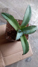 靠森（Kaooseen）獅鬃龍舌蘭盆栽仁王冠植物世紀樹(shù)塊根植物沙漠庭院多肉盆栽花卉綠 龍舌蘭 獅鬃 有根 6-7厘米左右 曬單實(shí)拍圖