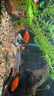 瘋狂水草神仙魚活體七彩燕魚熱帶觀賞魚淡水水族寵物熱帶耐活魚苗小型 劃算價3cm精品神仙魚3+1 A款 曬單實拍圖