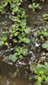 凈化水質(zhì)水葫蘆植物魚(yú)缸造景池塘園林庭院養(yǎng)魚(yú)花卉苗木優(yōu)選藍(lán)花 3棵 曬單實(shí)拍圖
