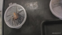 旺園興白額高腳蛛 殺蟑螂 滅小強 害蟲(chóng)殺手 寵物  蟑螂天敵現貨 8-10CM吃大中小蟑螂 曬單實(shí)拍圖