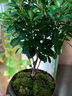 八芽 小葉赤楠盆景擺件室內(nèi)綠植花卉盆栽老樁客廳辦公室桌面好養(yǎng)植物 （【熱銷款】舍得紫砂盆赤楠+苔蘚+底座） 曬單實(shí)拍圖