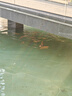 瘋狂水草錦鯉專(zhuān)用飼料魚(yú)食錦鯉觀(guān)賞魚(yú)飼料大顆粒5斤魚(yú)糧增體三合一不渾水 曬單實(shí)拍圖