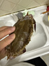 梭子蟹鮮活冷凍舟山梭子蟹特大螃蟹海鮮水產(chǎn)蘭花蟹大白蟹飛蟹野生 凈重3斤（單只3-5兩）中號嘗鮮 曬單實(shí)拍圖