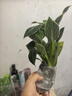 春羽盆栽植物水培如意皇后觀葉綠植鴨腳木金鉆盆栽竹柏小紅掌 鉑金鉆1株 曬單實拍圖