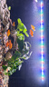 吉印原生缸爆藻燈南美缸造景魚(yú)缸燈led燈防水石頭暴藻刀鋒原生燈56cm 曬單實(shí)拍圖