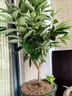 發(fā)財樹(shù)葉子發(fā)黃掉葉爛根綠植物營(yíng)養液通用型花肥客廳植物盆栽專(zhuān)用 發(fā)財樹(shù)營(yíng)養液 500ml 1桶 曬單實(shí)拍圖