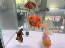 錦鯉亞甲基藍爛尾爛身爛鰭白點水霉病觀賞金魚缸消毒殺菌用護理液 一瓶裝 曬單實拍圖