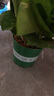 雙盟綠蘿盆栽除甲醛花卉綠植辦公室新房?jì)艋諝?120款10盆源頭直發(fā) 曬單實(shí)拍圖