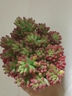 MPPMCK虹之玉錦多肉植物轉運珠室內花卉盆栽凈化空氣紅色肉肉新手好養(yǎng)活 虹之玉單小苗1棵較小  不帶盆土 帶盆栽好 曬單實拍圖
