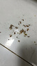婭洛思蟑螂藥滅蟑呋蟲(chóng)胺膠餌家用廚房小強全窩端室內一窩端除蟑螂屋24枚 曬單實(shí)拍圖