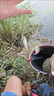 黑坑泡酒窩料阿魏野釣藥酒鯉魚(yú)小藥釣魚(yú)君子鯽魚(yú)中藥材配方餌料 十二君子[泡酒一斤] 京Ii東自官方營(yíng)店旗艦 曬單實(shí)拍圖