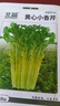 北蔬 黃心芹菜種子種苗四季小香芹蔬菜籽 卓脆黃心小香芹種子約5800粒 曬單實(shí)拍圖