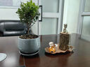 小葉赤楠老樁盆景植物花卉微景觀(guān)水 培辦公室內好養四季常青盆栽 精品小葉赤楠+舍得紫砂盆+底座 小葉赤楠 曬單實(shí)拍圖
