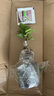 金錢榕樹盆景老樁小葉榕苗木造型盆栽人參榕室內綠植提根綠植矮莊 中富貴榕25cm左右高度 曬單實拍圖