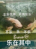 班尼路假兩件收腰兩件套女2025年初秋女裝套裝時(shí)尚舒適高彈修身一整套 深麻灰#純色 L 曬單實(shí)拍圖