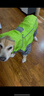 狗狗雨衣小中大型犬金毛薩摩阿拉斯加防水全包四腳連帽雨天外出 熒光綠 30 曬單實(shí)拍圖