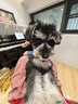 WAKYTU狗狗橫背包單雙肩可斜挎拆卸小中大型犬寵物外出便捷包適用8-16斤 曬單實(shí)拍圖