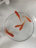金魚活魚苗冷水紅草金觀賞魚小型淡水好養(yǎng)活魚養(yǎng)殖生態(tài)小魚缸泰獅 【4-7CM】紅草金隨機5條 曬單實拍圖