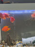 統一金魚(yú)飼料 魚(yú)食105g 健康揚色 不渾水 魚(yú)糧 飼料 曬單實(shí)拍圖