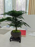 花行榜盆栽植物室內花卉盆景綠植 精品小文竹+舍得+底座+苔蘚源頭直發(fā) 曬單實(shí)拍圖