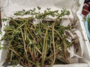 良知農(nóng)哥 【順豐】新鮮現(xiàn)挖馬齒莧菜 馬齒莧長壽菜五行草 【新鮮馬齒莧】 4斤（更劃算） 曬單實(shí)拍圖