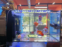 魚(yú)缸底濾一體溪流缸自循環(huán)免換水系統整套桌面家用超白玻璃客廳 底濾一體溪流缸60帶過(guò)濾+架燈 曬單實(shí)拍圖