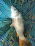 山頭林村日本進(jìn)口東麗原絲釣魚(yú)線(xiàn)主線(xiàn)超柔軟子線(xiàn)強拉力高端碳氟尼龍線(xiàn) 東麗軟碳氟-紫色主線(xiàn)150米【進(jìn)口 2號 曬單實(shí)拍圖