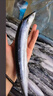 格雷緣深海秋刀魚(yú)新鮮海捕特大號 鮮活冷凍日式料理燒烤海鮮水產(chǎn)魚(yú)類(lèi) 秋刀魚(yú)10斤裝 2號秋刀 曬單實(shí)拍圖