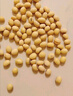 黃豆生的今年云南特產(chǎn)新貨老品種土黃豆新鮮大豆打豆?jié){用非轉(zhuǎn)基因 土黃豆【3斤】 曬單實(shí)拍圖