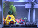 森森（SUNSUN）超白魚缸一體缸自循環(huán)客廳水族箱桌面家用懶人免換水小型金魚缸 超白HEJ250標配 帶濾材+棉 曬單實拍圖