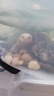 小青龜活體寵物龜小青水龜水陸兩棲觀(guān)賞龜幼龜小青苗招財龜寵物龜 4-5CM小青龜精選發(fā)色 全品帶證 曬單實(shí)拍圖