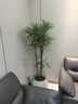 臨雅金山棕竹盆栽大型室內植物客廳電視柜旁綠植好養易活盆栽盆景花卉 棕竹1.4-1.5米高 【原盆】 曬單實(shí)拍圖