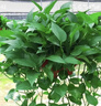 長(cháng)藤綠蘿垂吊綠植室內吊蘭吸甲醛凈化空氣綠植盆栽稀有綠蘿盆栽 【盆口直徑32厘米】長(cháng)藤紅盆綠蘿1盆送肥料 曬單實(shí)拍圖
