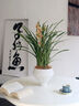 Only you【兩小時達(dá)】蘭花盆栽室內(nèi)帶花苞名貴春蘭墨蘭開業(yè)喬遷生日禮物 綠色蘭花-綠精靈【美人面花盆】 曬單實拍圖