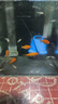森悠（SARYOR）孔雀魚純種觀賞魚小型淡水好養(yǎng)熱帶魚活體斑馬金魚鳳尾魚繁殖 雜袍孔雀魚10條+5條備損 曬單實(shí)拍圖