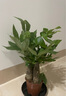 陽(yáng)凈【陶瓷盆】發(fā)財樹(shù)盆栽他批室內植物大棵客廳招財植物前臺綠植喬遷 【5年精品】S級三桿發(fā)財樹(shù)(原盆+招財吊牌) 曬單實(shí)拍圖