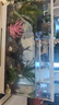 闊庭（KUOTING）魚(yú)龜混養缸烏龜專(zhuān)用缸升降爬臺客廳辦公室生態(tài)過(guò)濾缸白色【大號】 曬單實(shí)拍圖