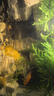 寵瑜黑尾大勾黑尾旗熱帶魚(yú)觀(guān)賞魚(yú)草缸群游魚(yú)小型魚(yú)活體魚(yú)包活黑尾燈魚(yú) 2cm黑尾大勾10條送4條備損 曬單實(shí)拍圖