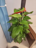 愛(ài)優(yōu)尚大葉綠蘿柱盆栽客廳大型綠植辦公室內除甲醛凈化空氣綠籮源頭直發(fā) 曬單實(shí)拍圖