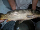 海迪大力馬子線(xiàn)雙鉤成品pe線(xiàn)綁好魚(yú)鉤套裝全套金袖伊勢尼新關(guān)東釣魚(yú)鉤 金袖有刺【鉤3/4+線(xiàn)0.2/0.3】 各20付 曬單實(shí)拍圖